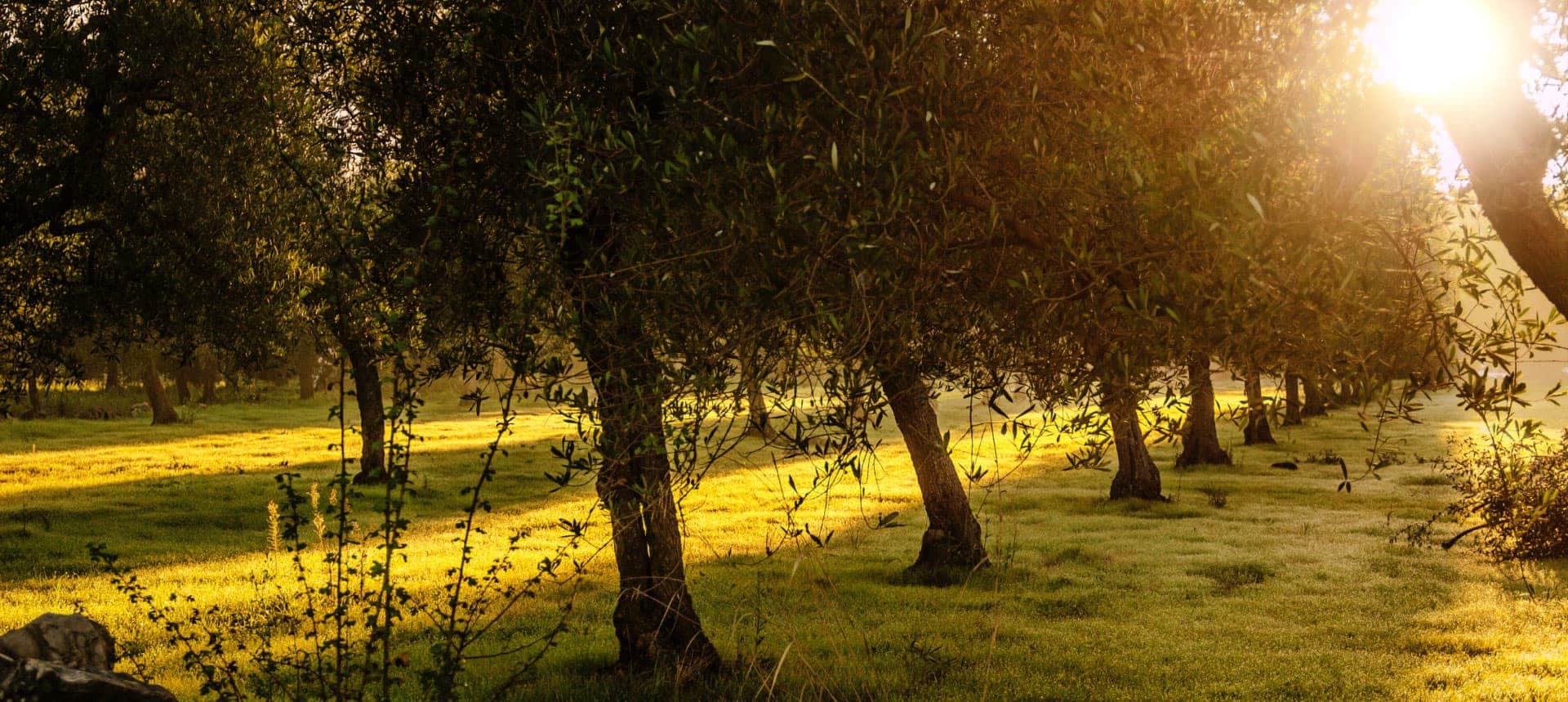 Un campo di ulivi illuminato dalla luce del sole al tramonto, con erba verde e ombre lunghe.