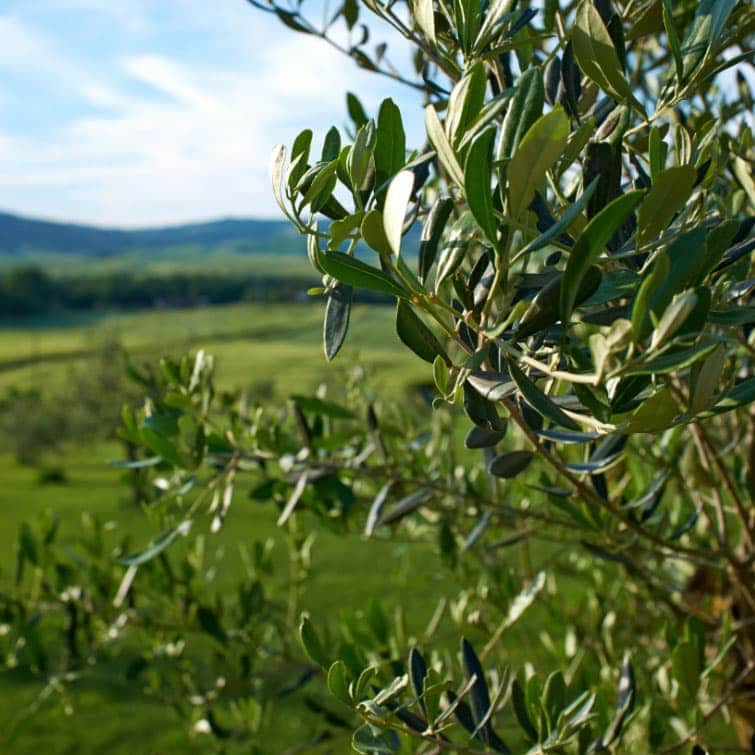 Filiera: Ricerca e selezione