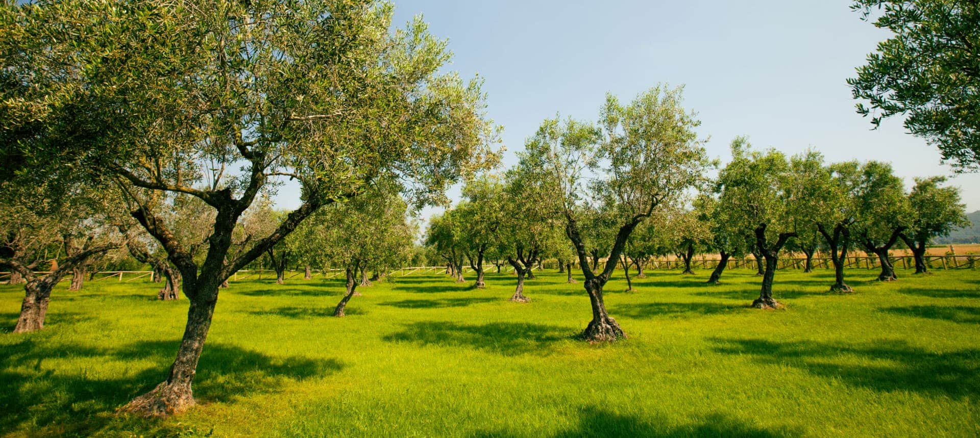 Uliveto con alberi di olivo disposti su un prato verde sotto un cielo sereno.