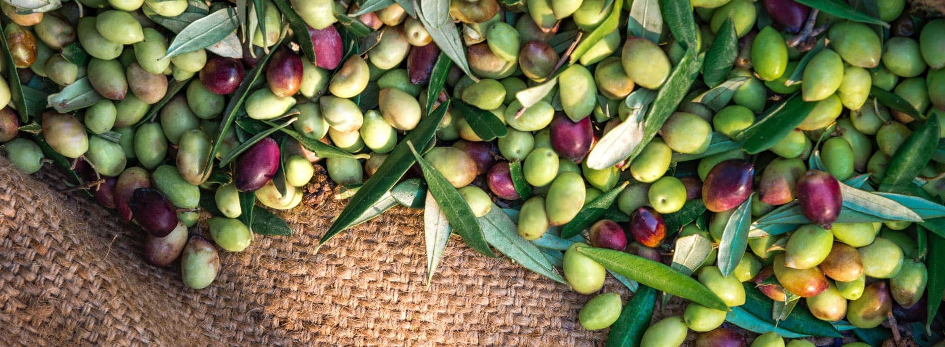 Olive verdi e nere con foglie su un fondo di juta.