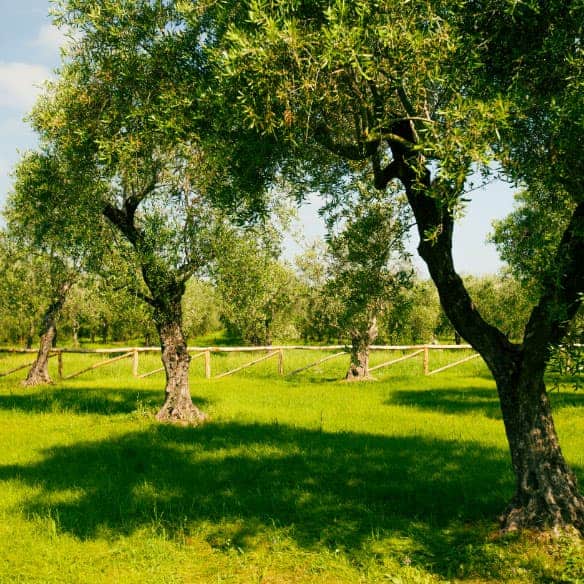 PROGETTO SOSTENIBILITA’ IN OLIVICOLTURA