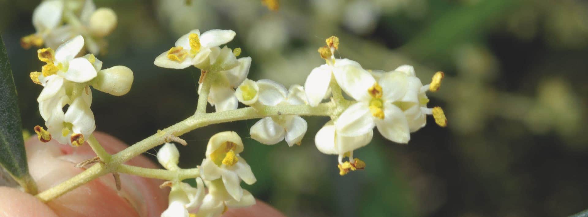 Fiori bianchi con dettagli gialli su un ramo, tenuti tra le dita di una mano.