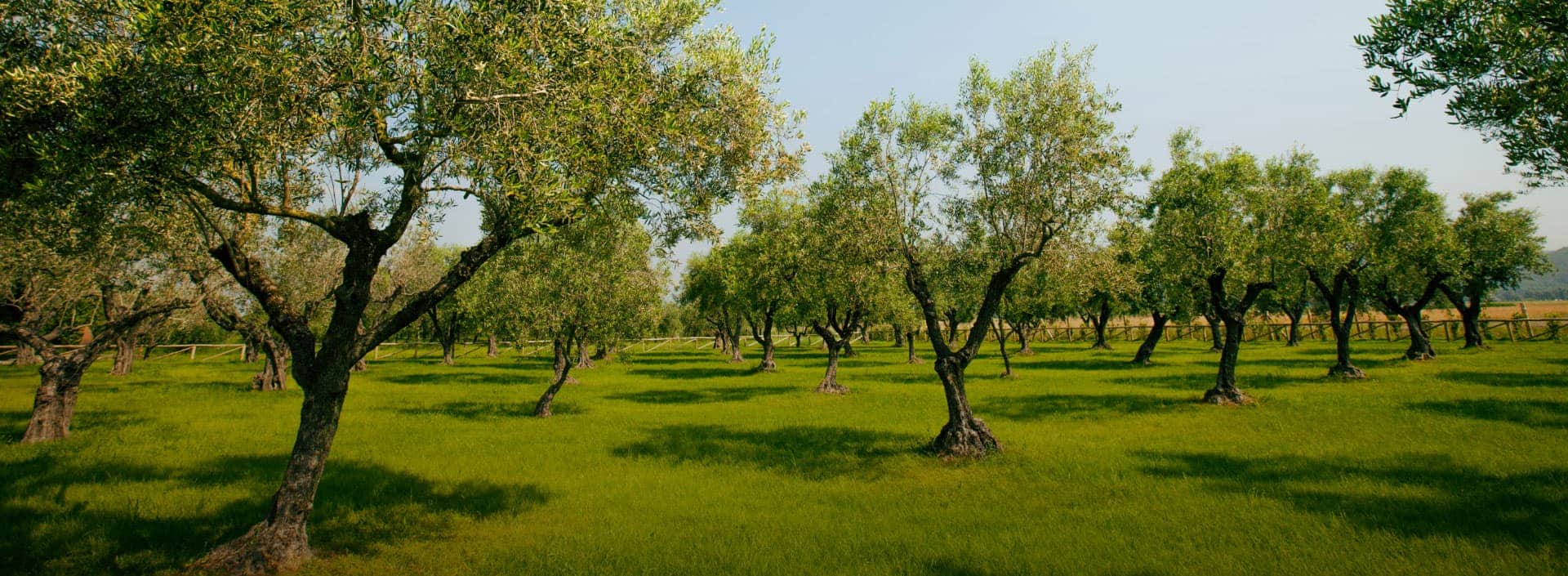 Un campo di ulivi con alberi verdi su un prato ben curato sotto un cielo sereno.