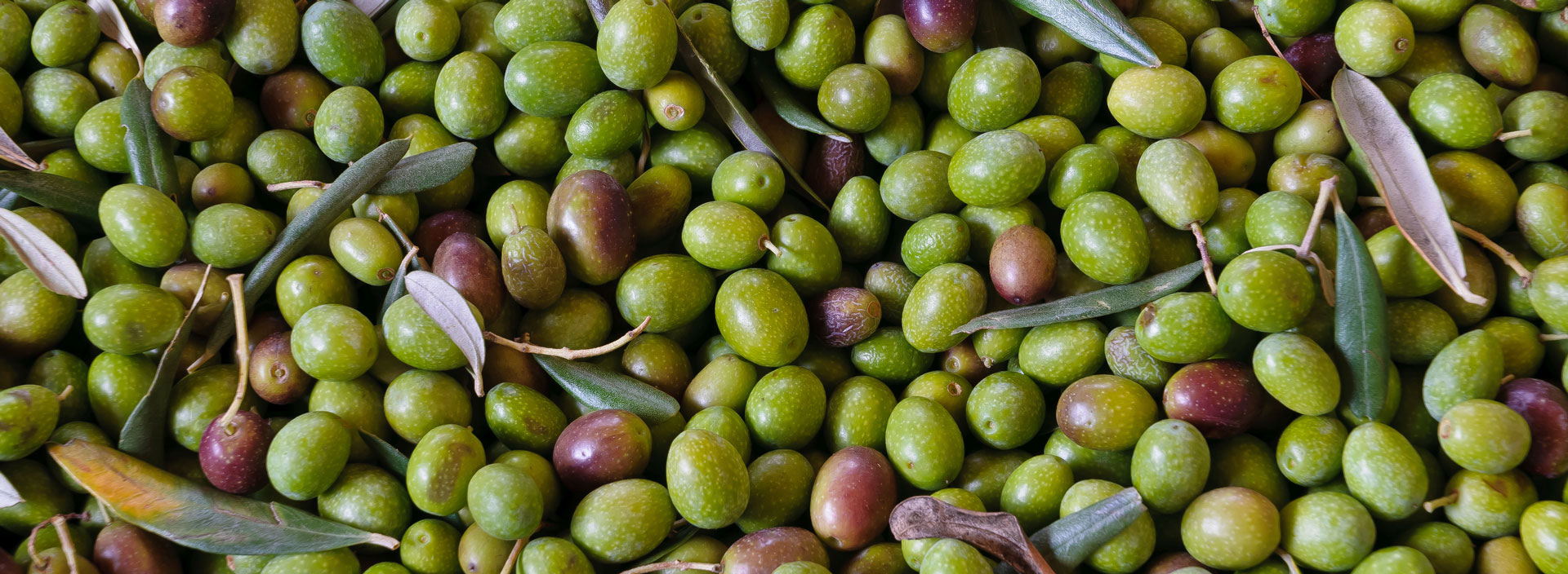 Una varietà di olive verdi e nere con foglie di ulivo sullo sfondo.